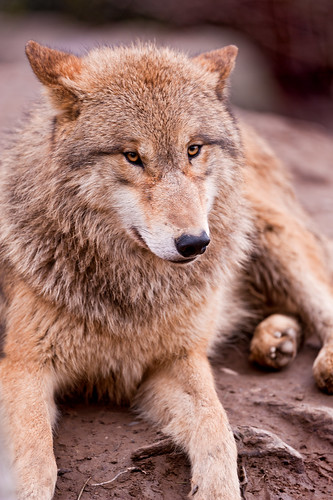 Cool posing wolf