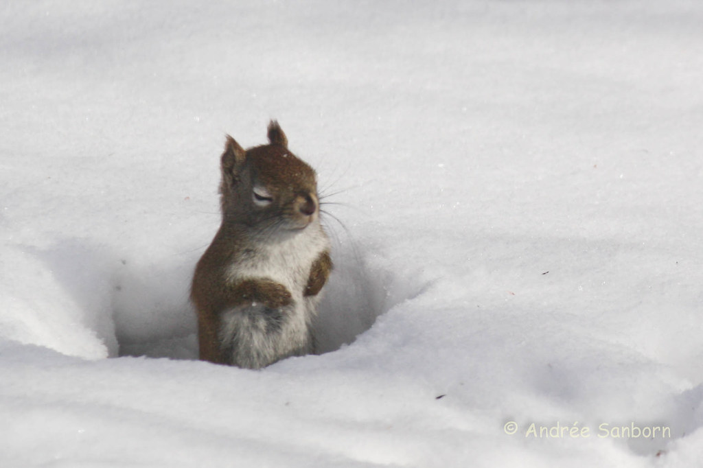 Red Squirrel at the Feeders (5 of 10).jpg