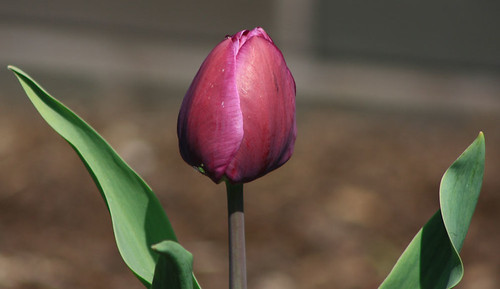Y Tulip