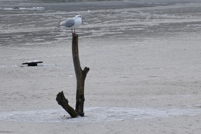 seagull on stick