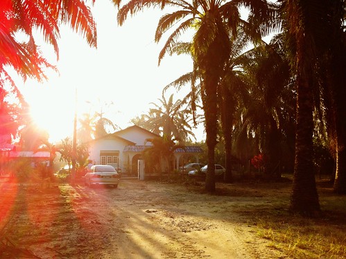 the house in the middle of palm oil trees