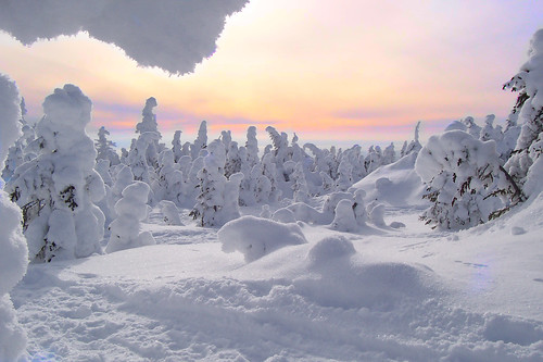 フリー写真素材|自然・風景|雪|森林|樹木|