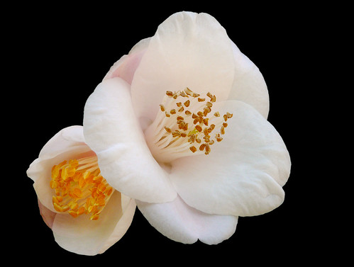 Camellia japonica x C. cuspidata #2