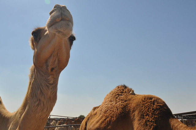 Camel souk-Doha-fev (7)
