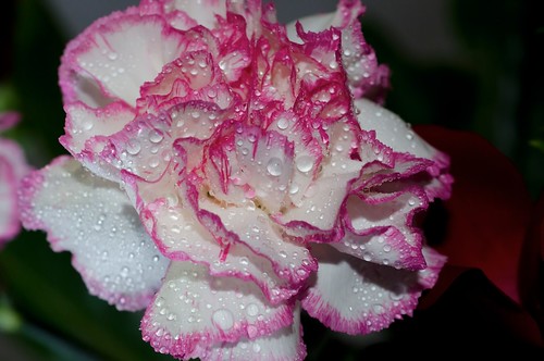 Raspberry Ripple Carnation