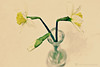 Daffodil trio