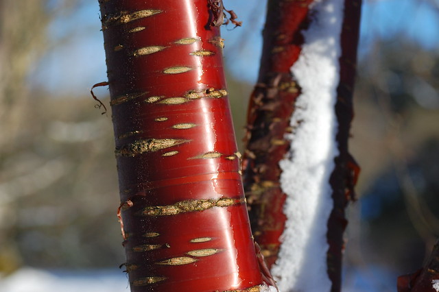 Silky red bark on a Prunus serrula tree