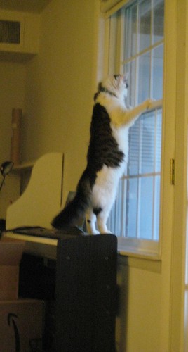 Tall Kitty!