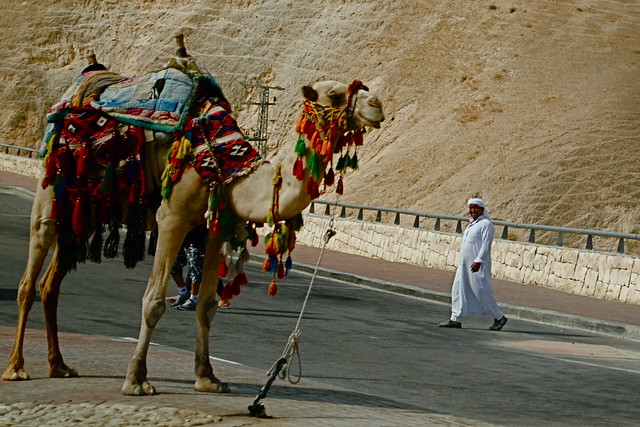 Shepherd and his Camel on the drive down to the Dead Sea (Copyright two4travel.net)