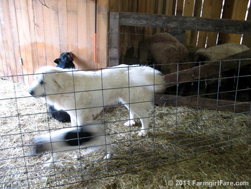Bert on Sheep Shearing Day 2 - Farmgirl Fare