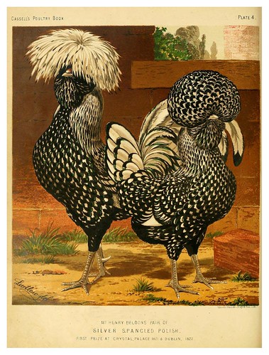 005--The illustrated book of poultry. With practical scheduals…1873-Lewis Wright