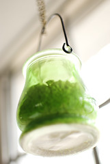Green Jar by killy