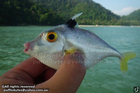 Short-nosed Tripodfish - Triacanthus biaculeatus