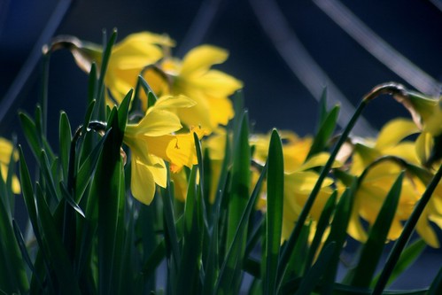 Spring Daffodils by capribluegenie