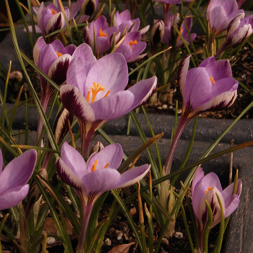 Crocus biflorus subsp. isauricus "Spring Beauty" (?)