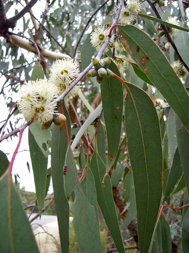 Long-leaf-Box (Eucalyptus goniocalyx)