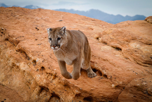 Mountain lion-4.jpg