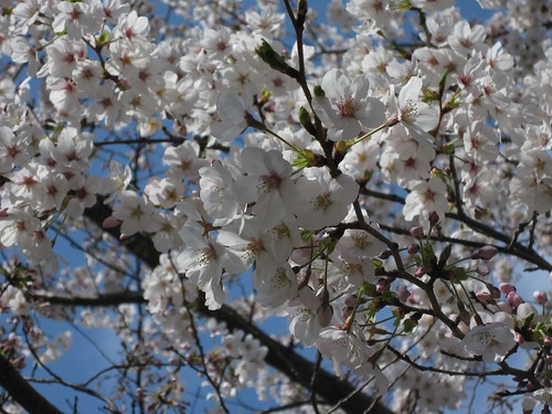Sakura at Kandanoie