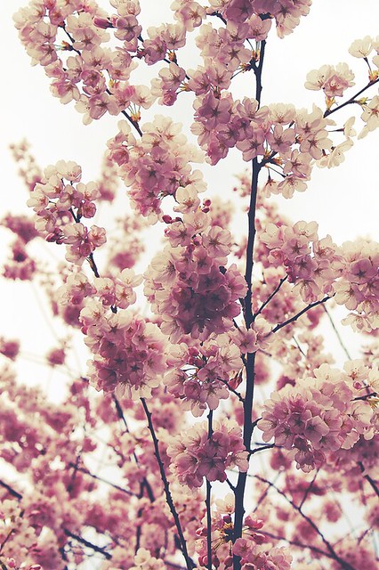 blossoms.