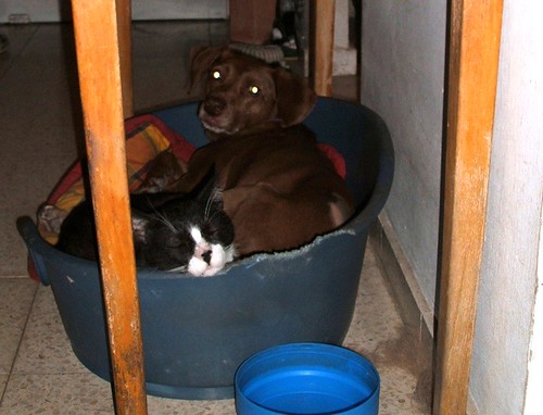 dogs and cats together. by cats or dog