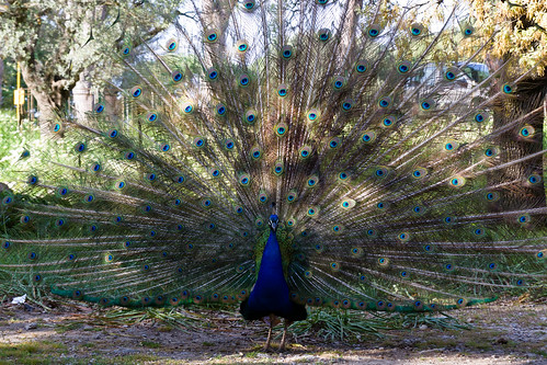 Peacock full weel by kn3o