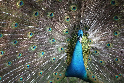 spots of the peacock