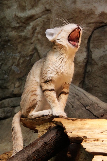 Sand Cat Yawning
