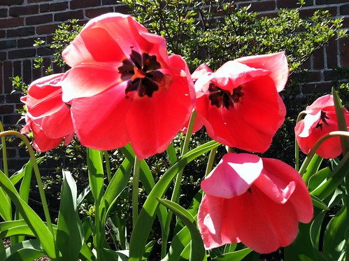 Hello, Tulips