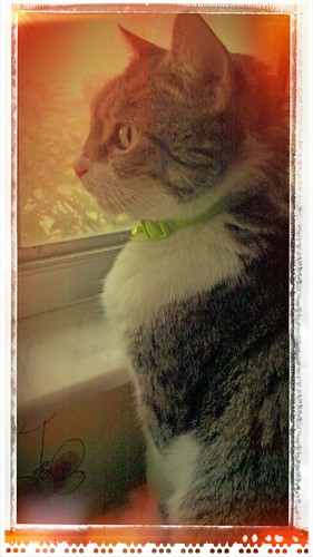 Cat in the windowseat