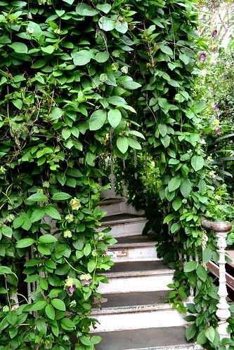 Staircase to the Temperate House Walkway