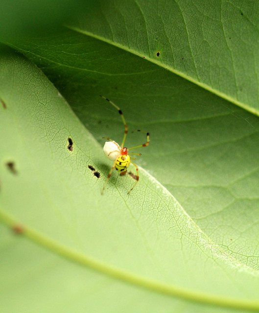Spider with its egg