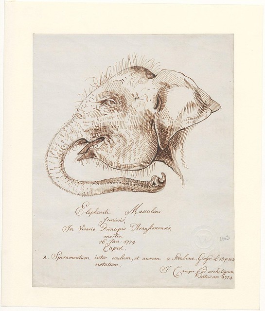Indian elephant - Elephas maximus (drawing of baby elephant head