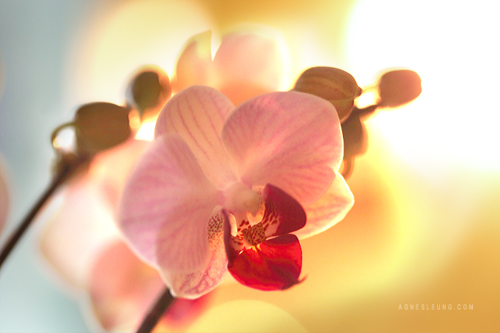 Orchid shot in extremely low light