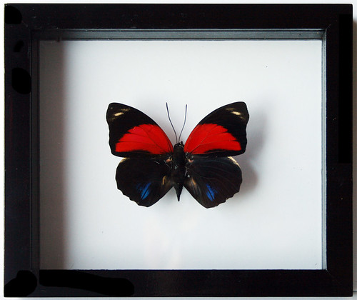 Real Framed Agrias Butterfly Gift Mounted in Black Display