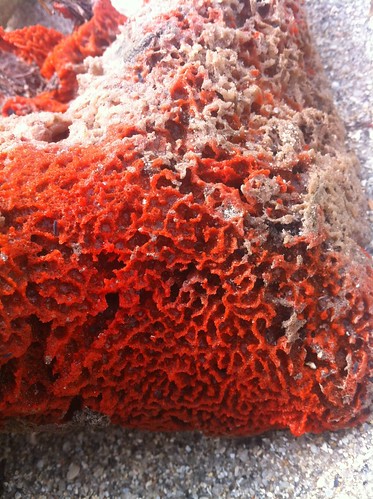 red sponge on the beach