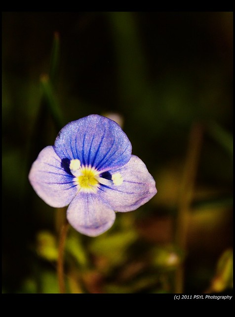 Unknown Pretty Little Blue Flower