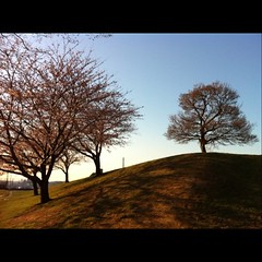 シンボルの木と桜