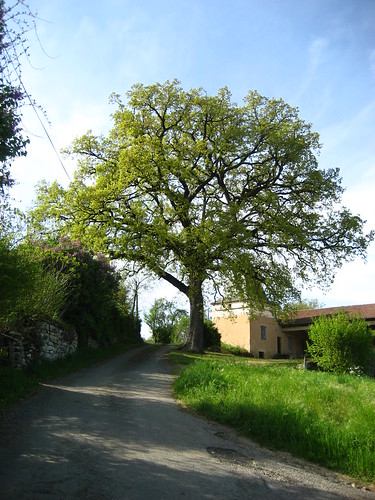 Spreading oak