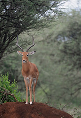 Male Impala, Lake Manyana National Park