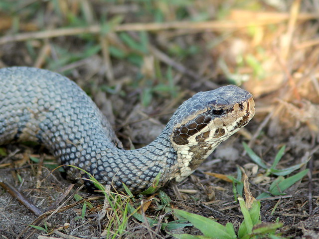 Cottonmouth water moccasin 20110413