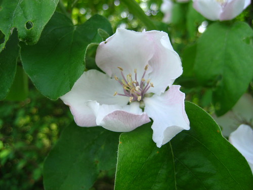 Wild quince blossom