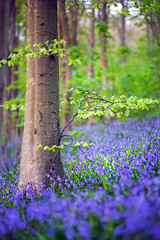 Bluebells in Friston Forest