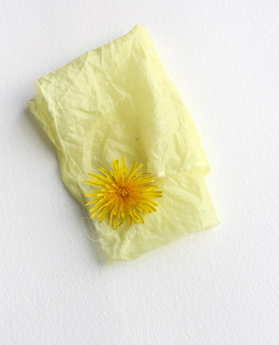 dandelion yellow