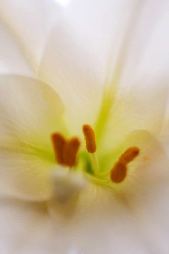 Easter Lily 6