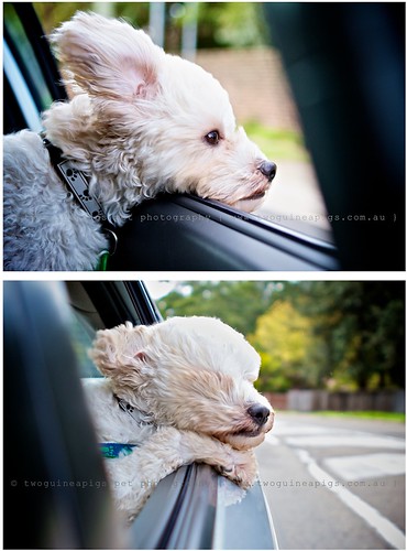 Love the wind Mozart poodle cross maltese dog photography by twoguineapigs Pet Photography
