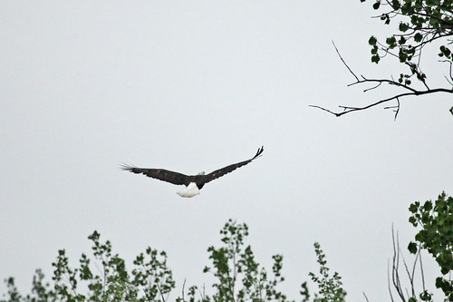Bald Eagle - Heading To The Perch by JKissnHug