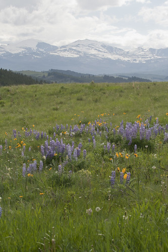 bighorn-wildflowers