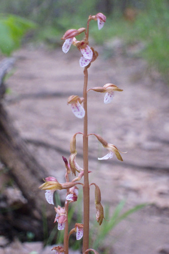 coral root