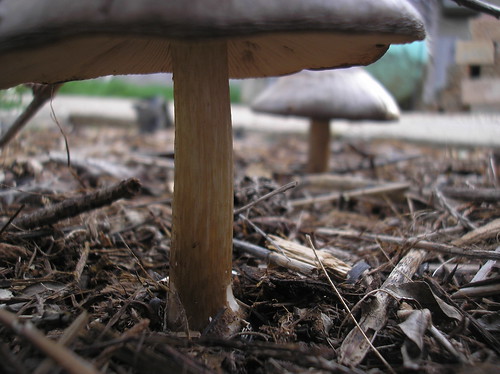 3 29 11 Mushrooms