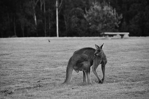Male Eastern Grey Kangaroo - Cardinia Reservoir